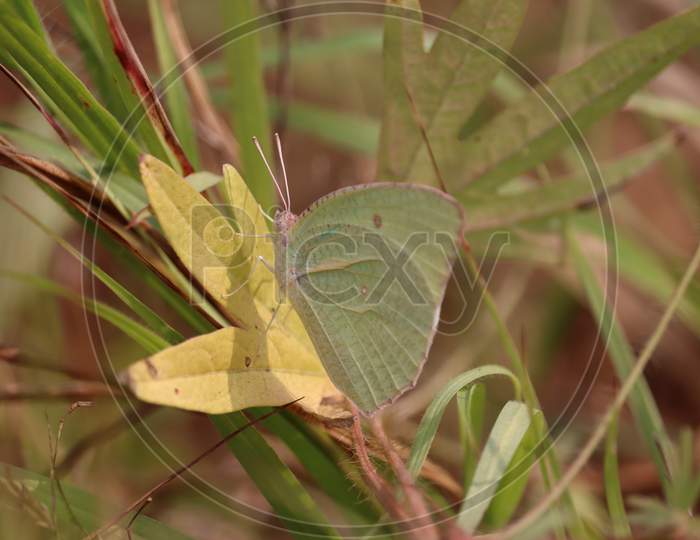 A Butterfly On Leaf In Jungle The Beauty Of Nature