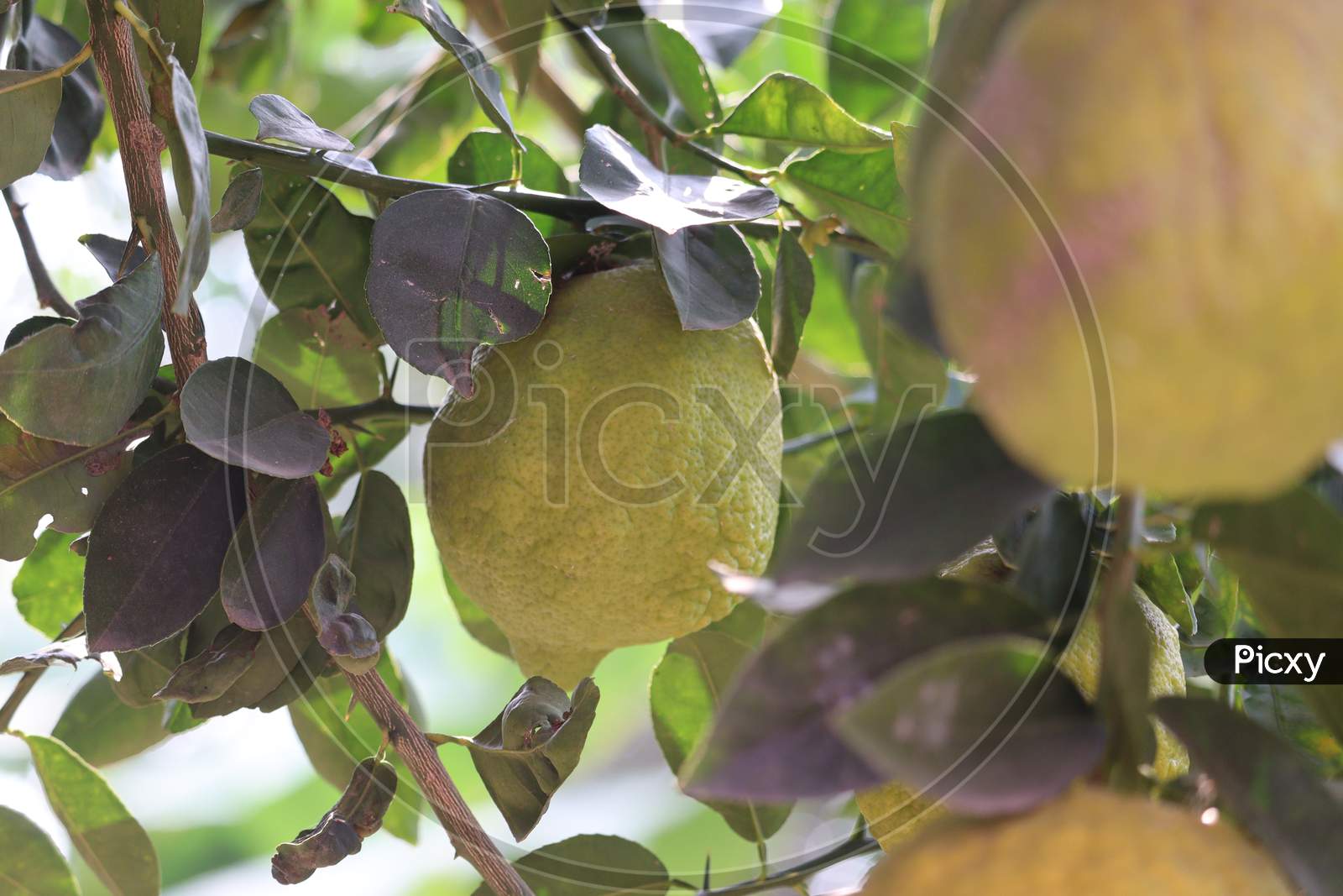 Yellow Lime Citrus Fruits On The Tree Branch