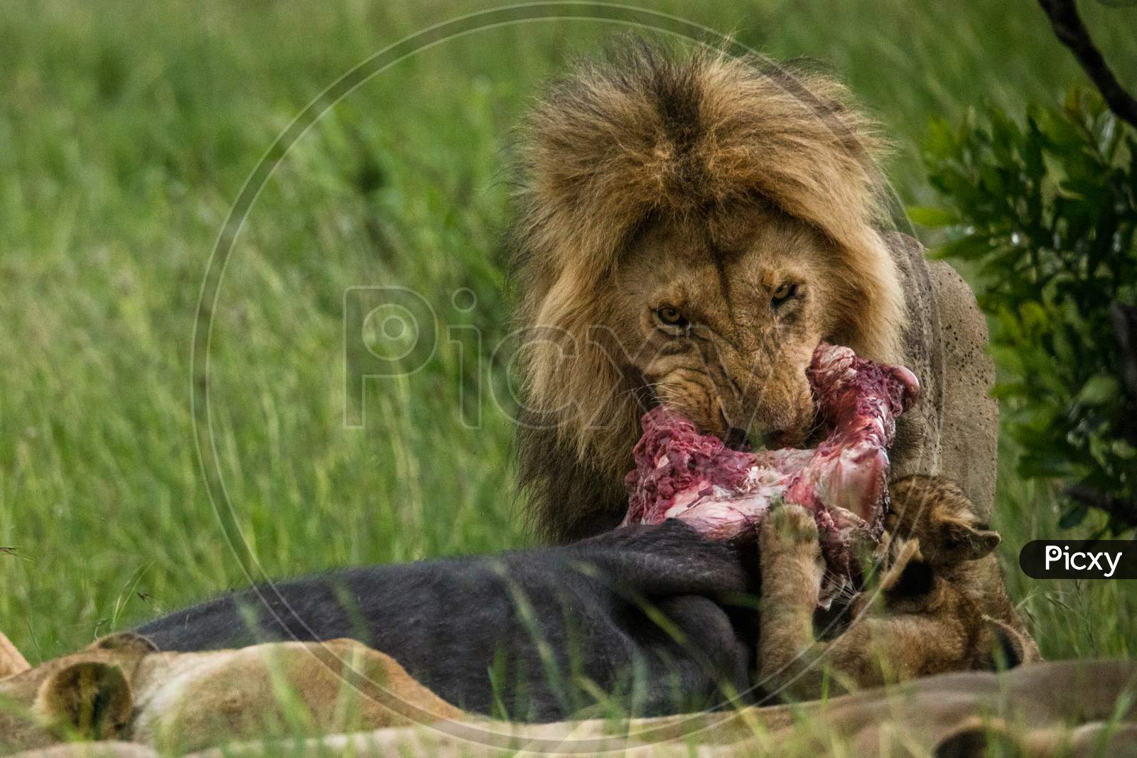 lion having lunch