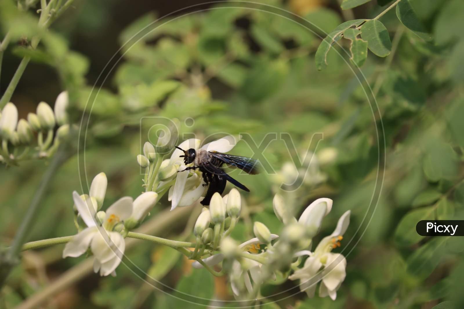 Black Wasp Resting On Saga White Flowers