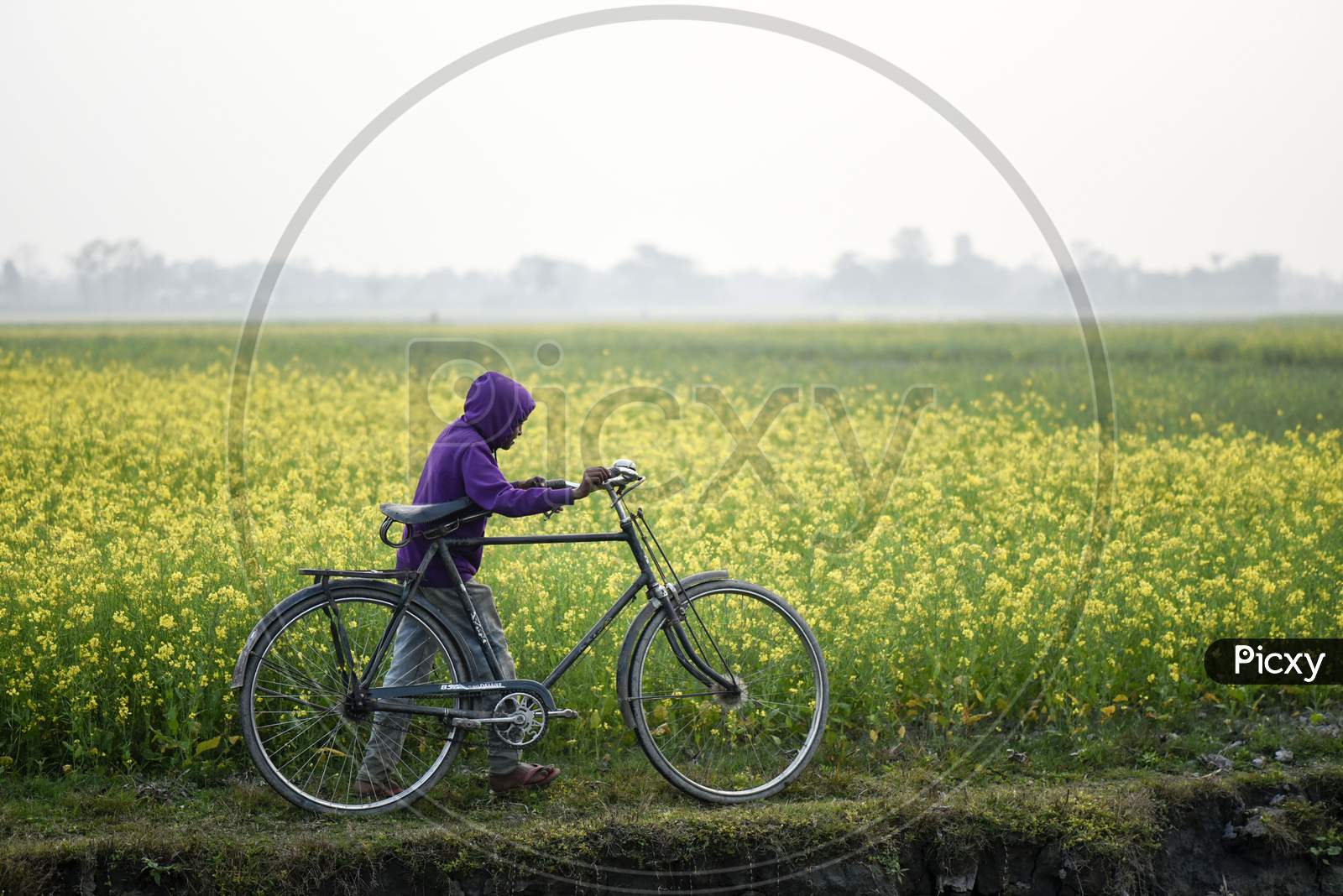 . A Boy Walking With His Bicycle Next In A Mustard Field, At Kayakuchi Village, In Barpeta District Of Assam