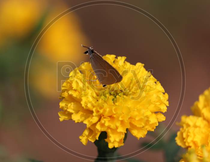 Butterfly On Marigold Flower In Jungle The Beauty Of Nature