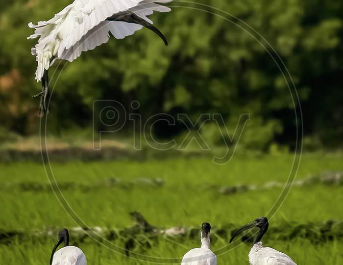 Crane Birds At a Green Paddy Fields
