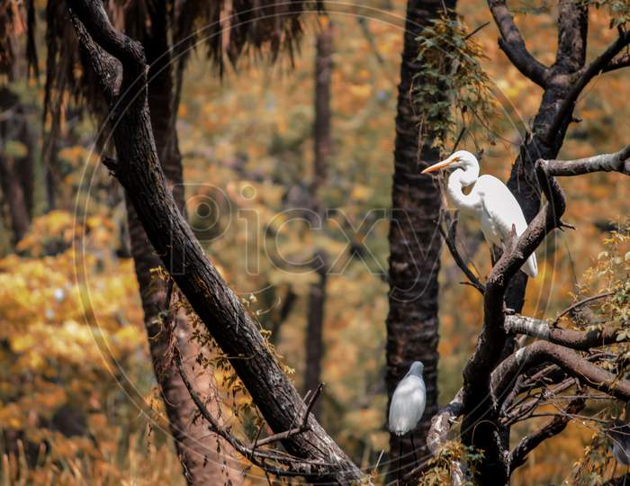 Indian Crane birds On Tree