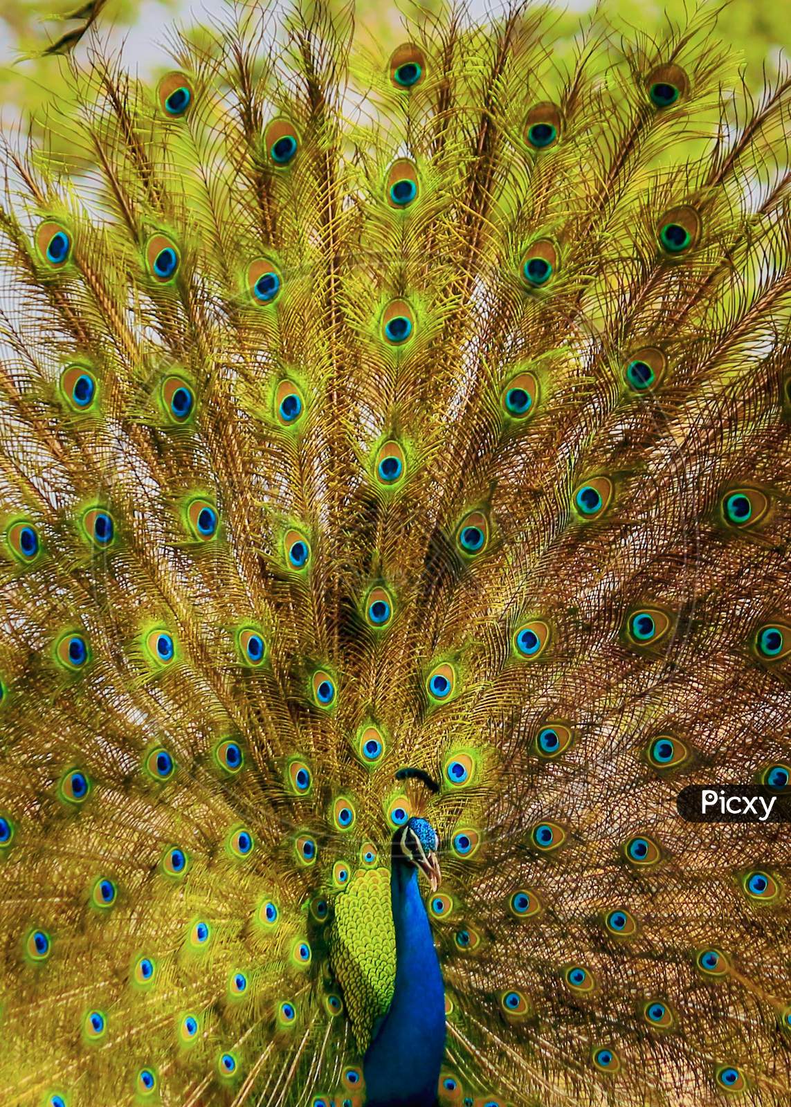 Peacock With Feathers Opened Dancing Forming a Background