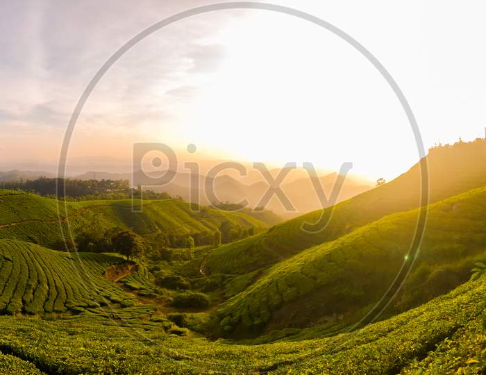 Landscape Of  Terrains With Tea Plantations or Tea Gardens With Sunset Sun In Background