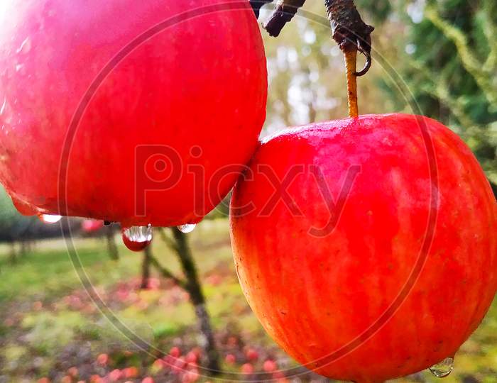 Fresh Apples Growing on Trees in a Apple Garden