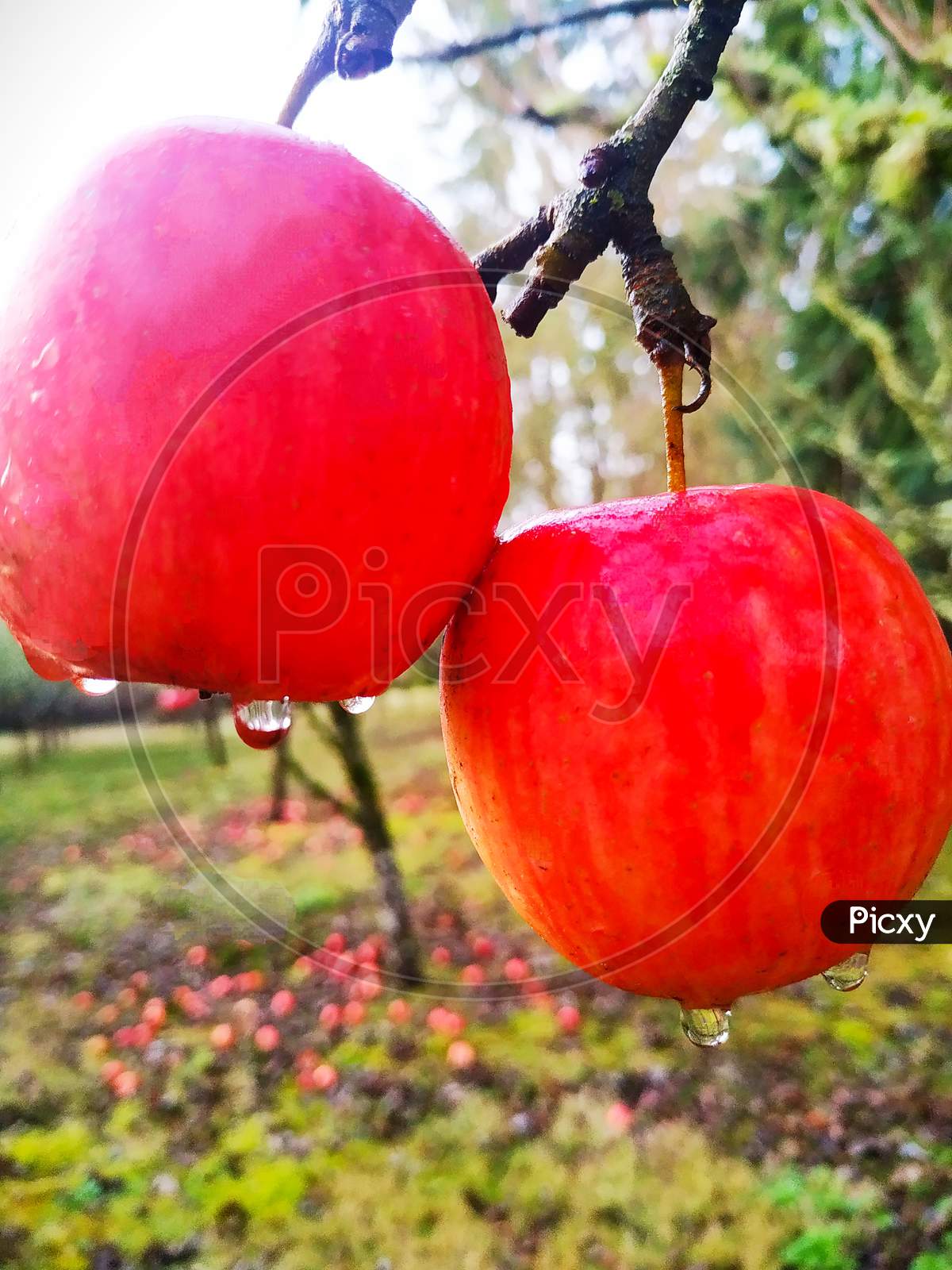 Fresh Apples Growing on Trees in a Apple Garden