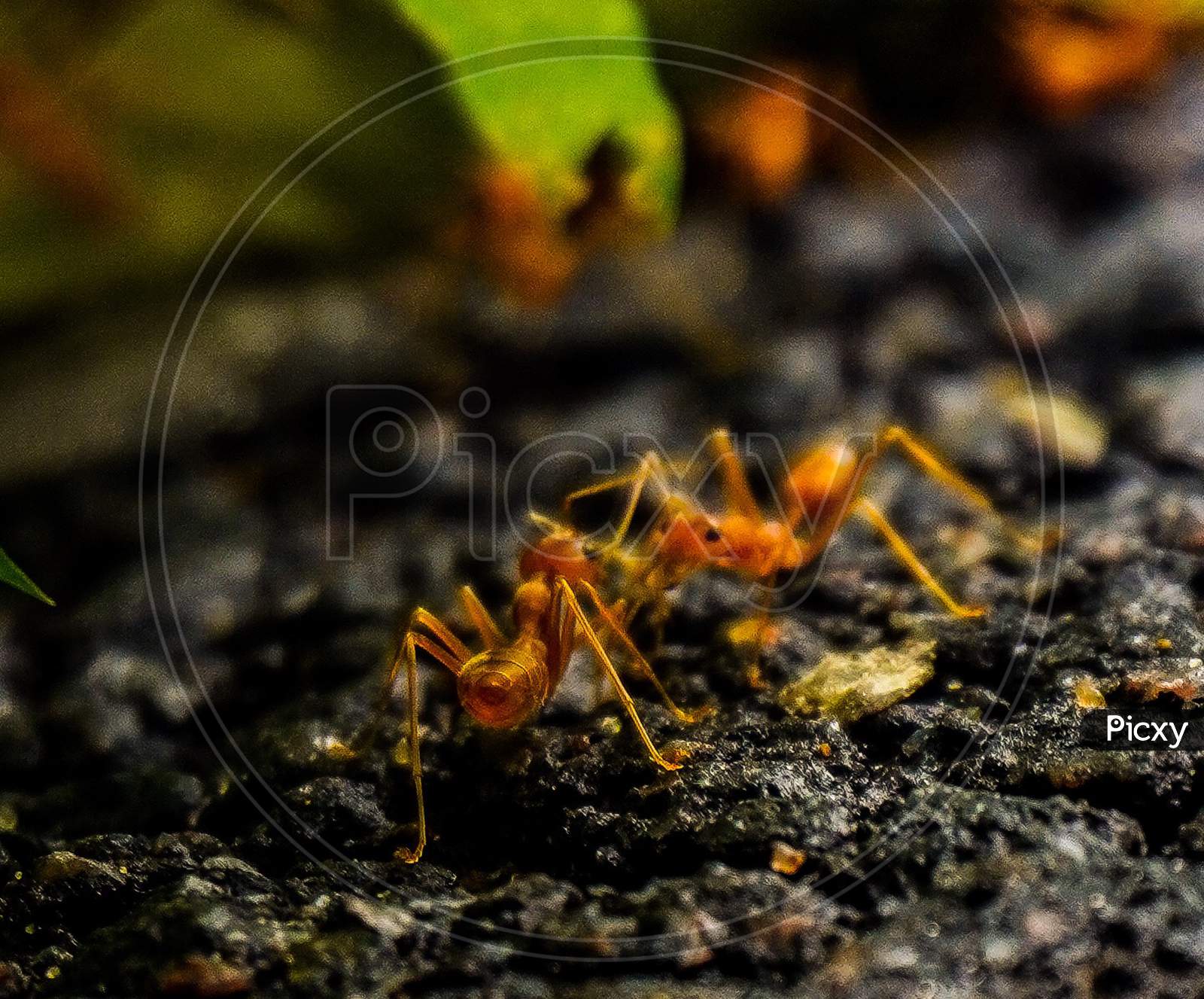 Ants Macro Shot