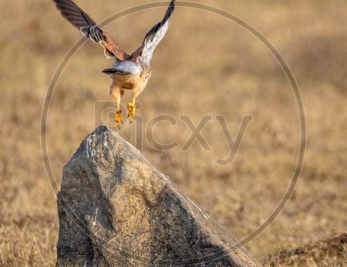 The sharp-shinned hawk  Also Known As  Coopers hawk Bird  At Osaman Sagar Lake
