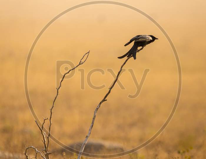 Crested Drongo Bird At Osman Sagar Lake