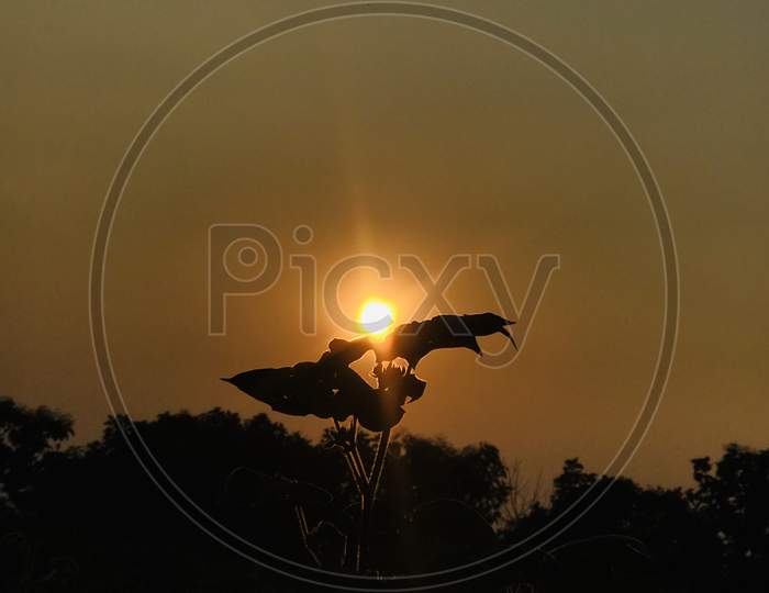 Silhouette Of a Leaf Of Plant Over Sunset Sky In Background