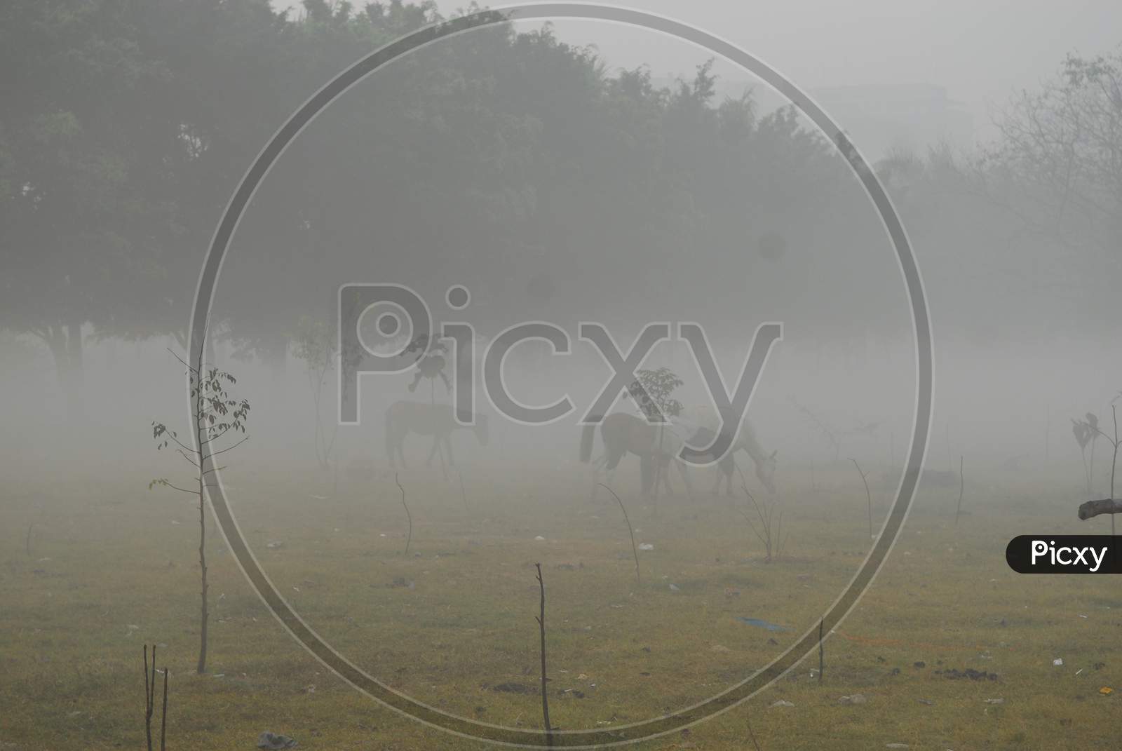 Horses grazing during a foggy morning