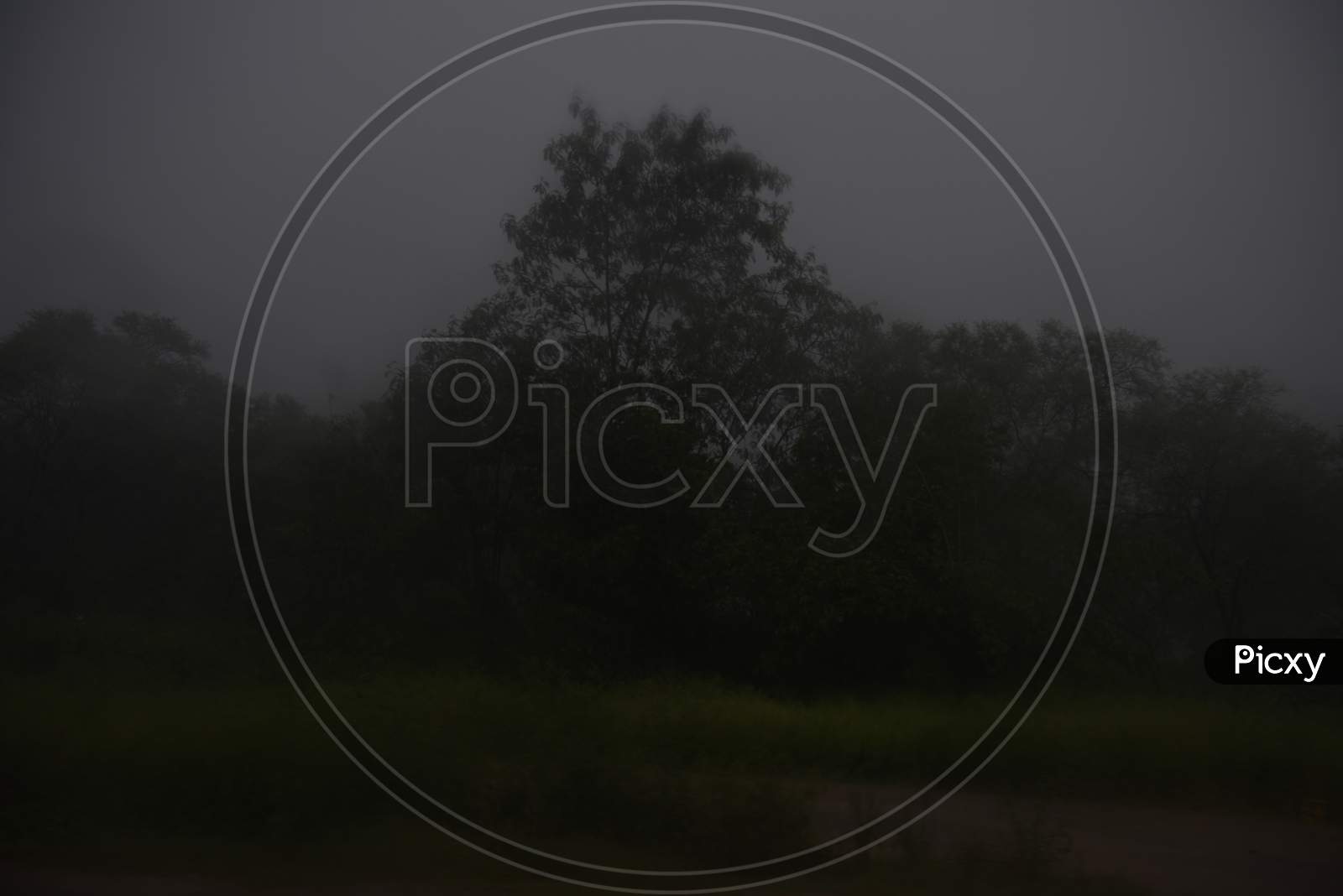 View of bushy trees during foggy morning