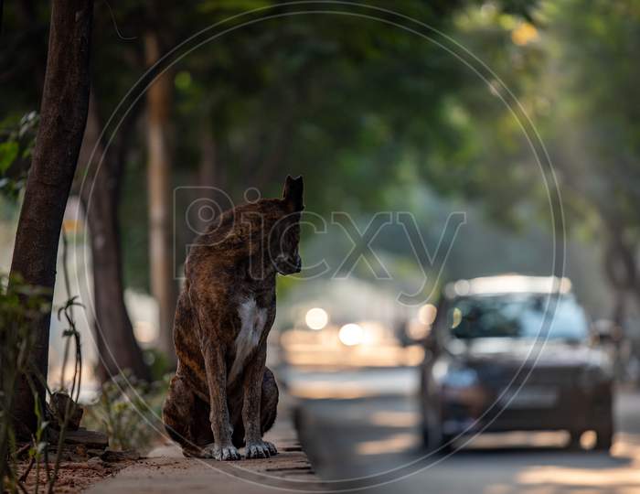 A Dog Sitting On Road Divider   In an Urban City