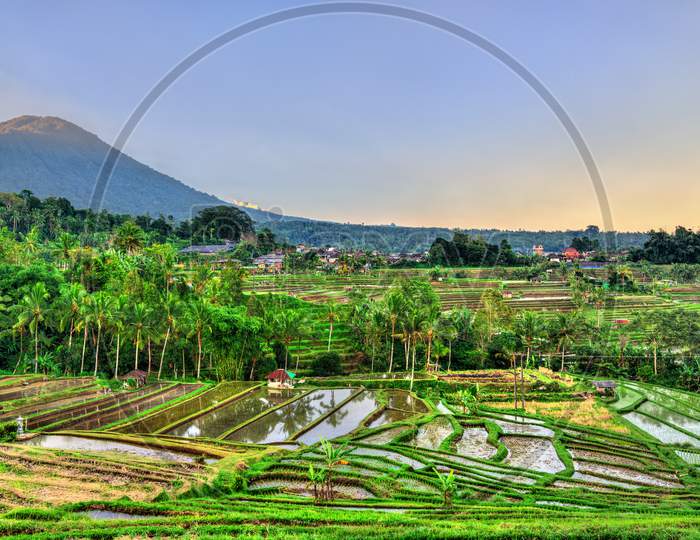 Jatiluwih Rice Terraces On Bali, Indonesia