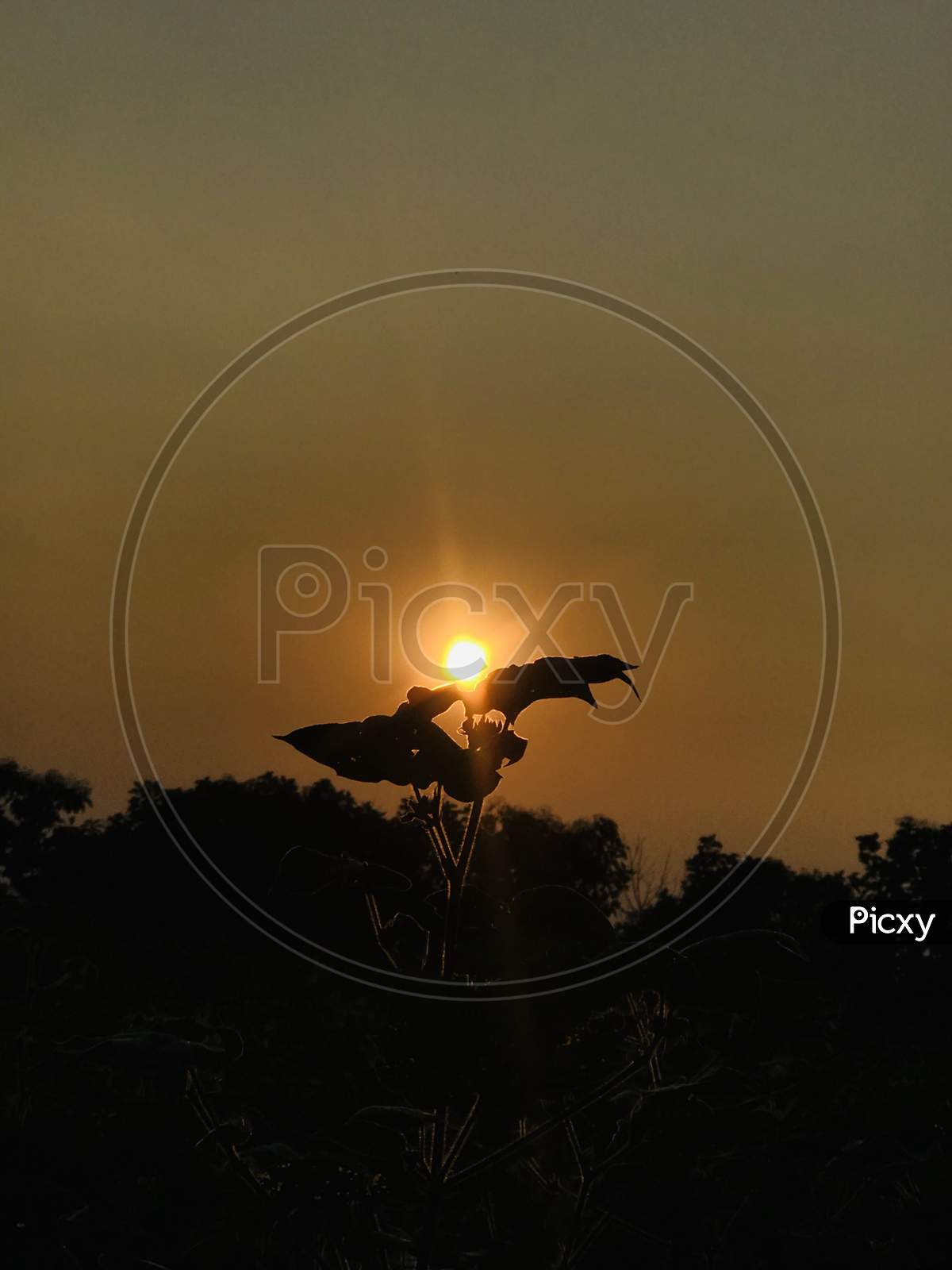 Silhouette Of a Leaf Of Plant Over Sunset Sky In Background