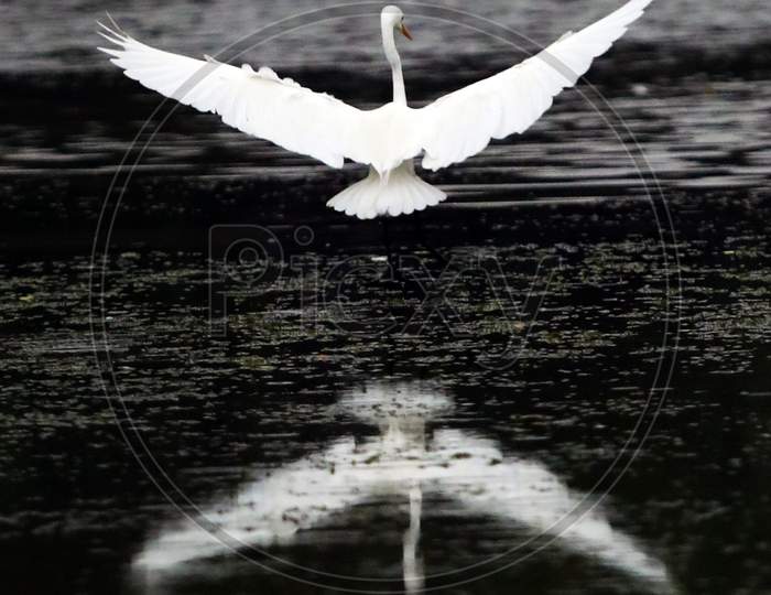 A Swan Flying Over a Lake With Reflection of Bird On Lake Water