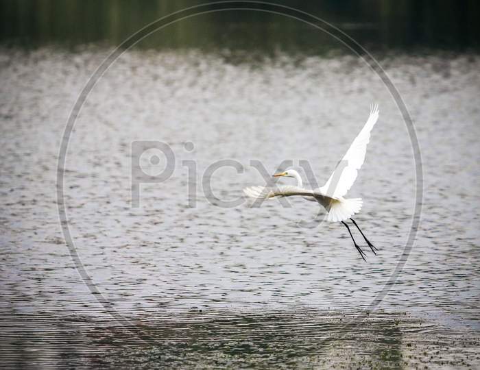 bird flying over lake