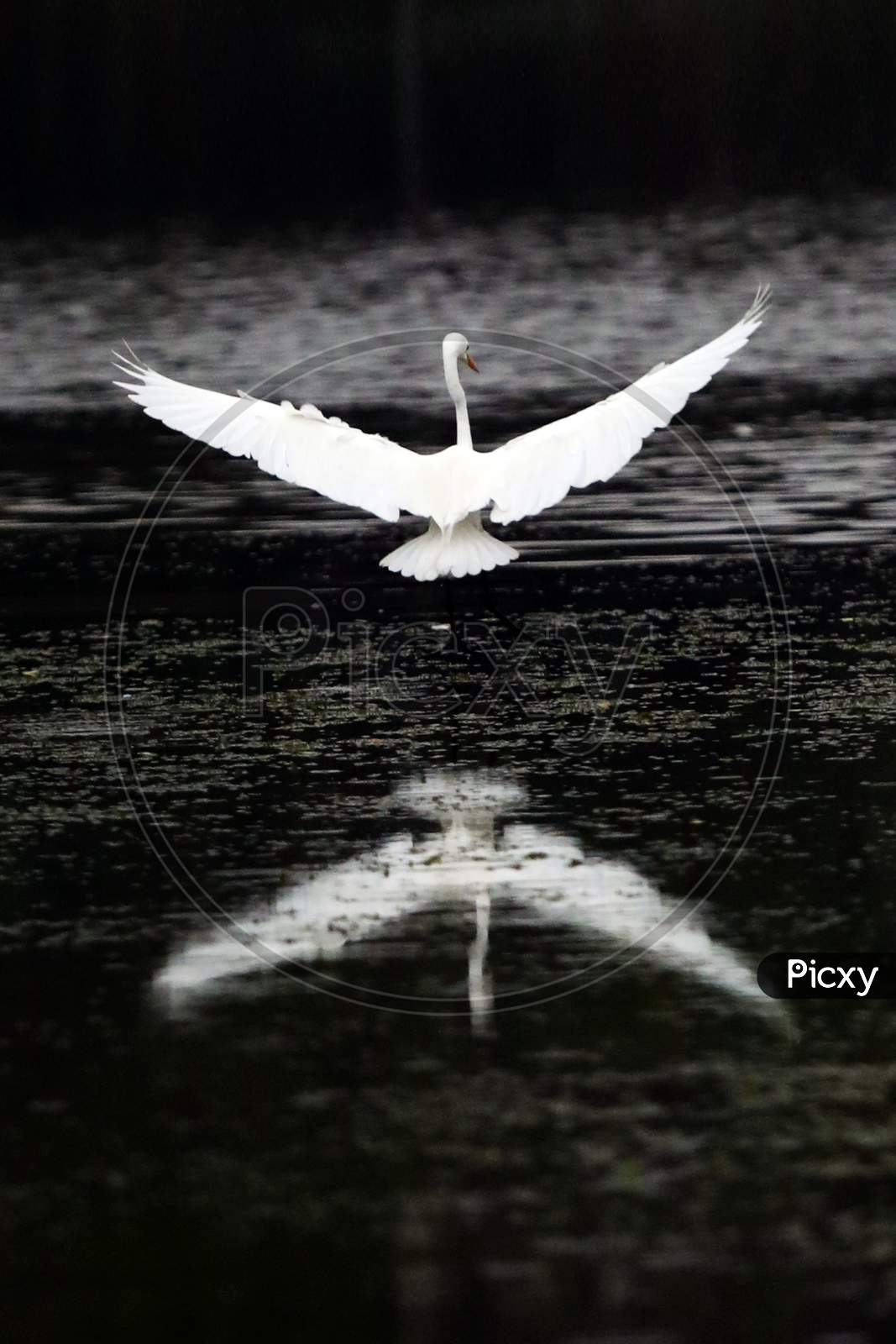 A Swan Flying Over a Lake With Reflection of Bird On Lake Water