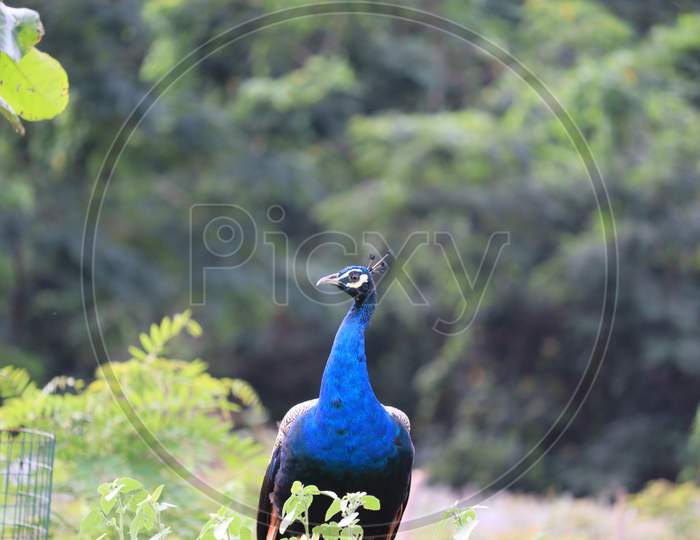 Beautiful Peacock Head