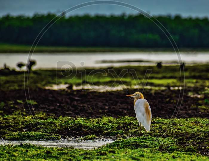 Scape of a Golden Egret