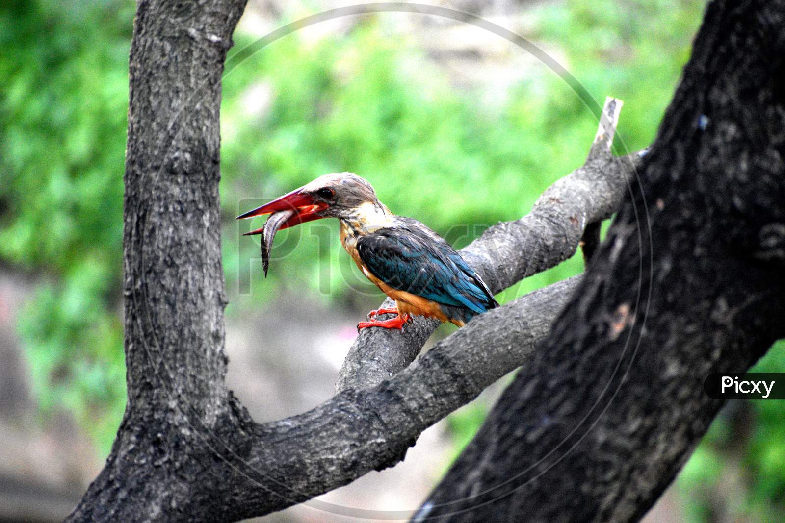 Kingfisher Bird  With Fish To Her Beak