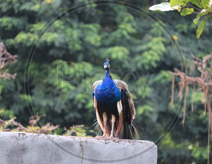Portrait Of Beautiful Peacock.