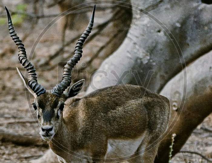 Antelope in deer park.