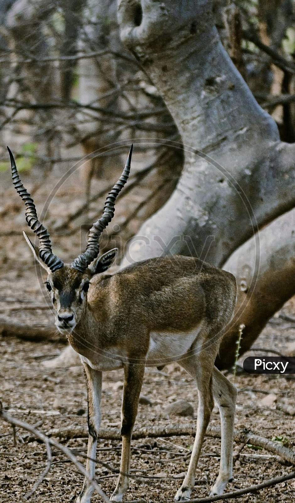 Antelope in deer park.