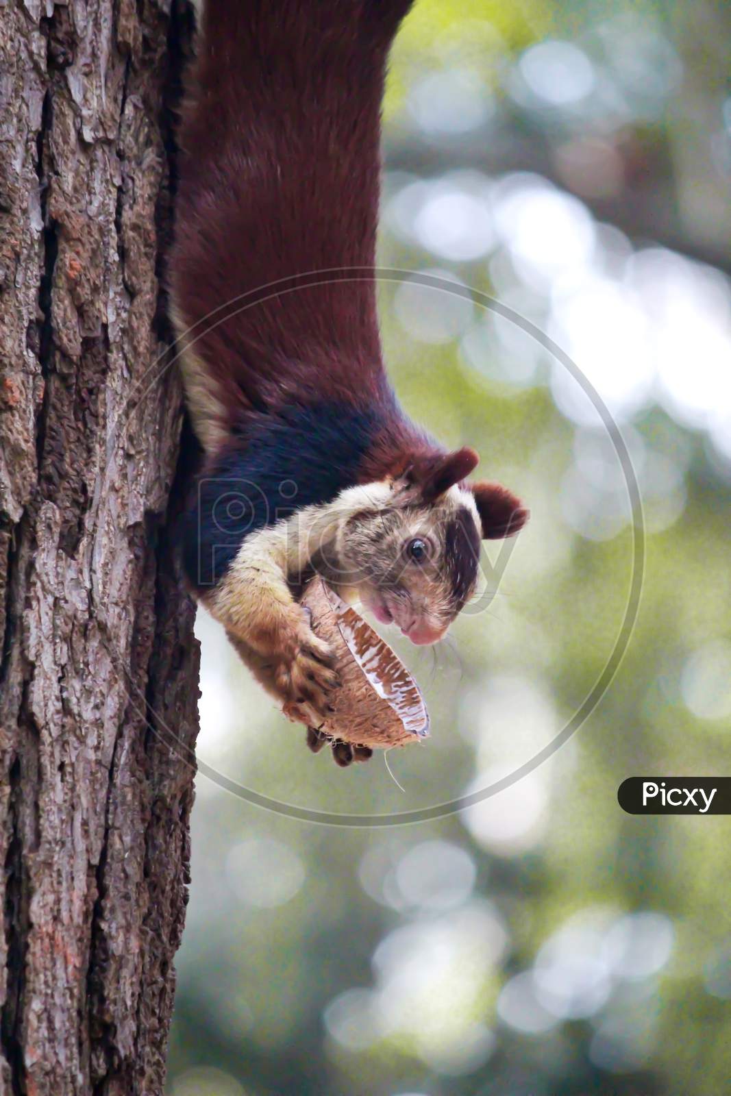 An indian giant squirrel in sheshachalam forests
