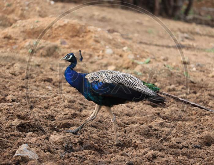 Peacock Walking