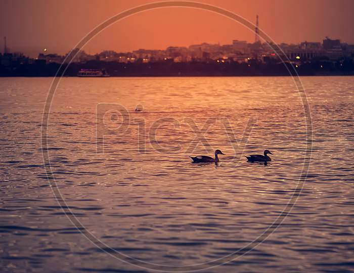 Swans in the middle of a lake.