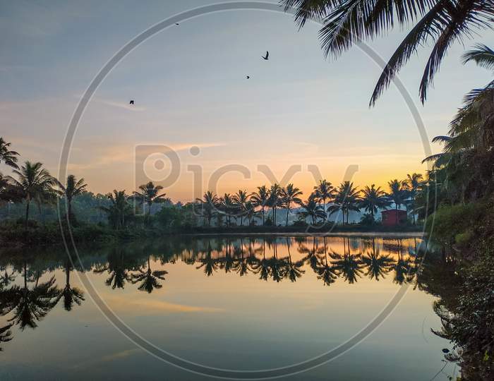 Reflection of Coconut Trees In an Lake Water
