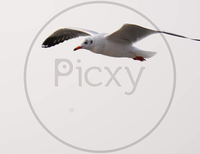 Sea Gull Bird Flying In Sky