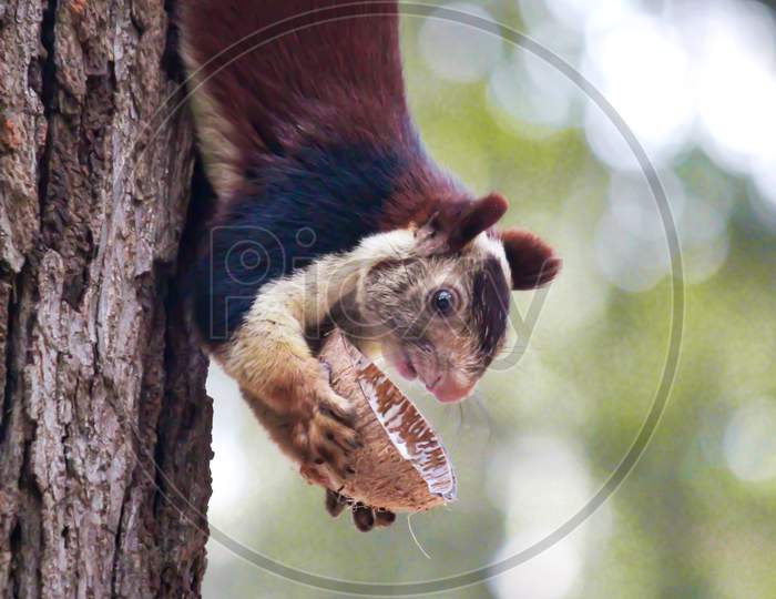 An indian giant squirrel in sheshachalam forests