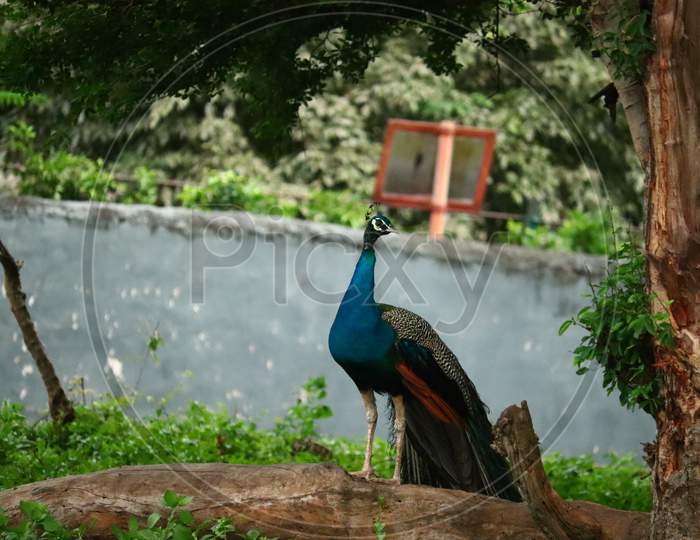 Peacock Or Peahen
