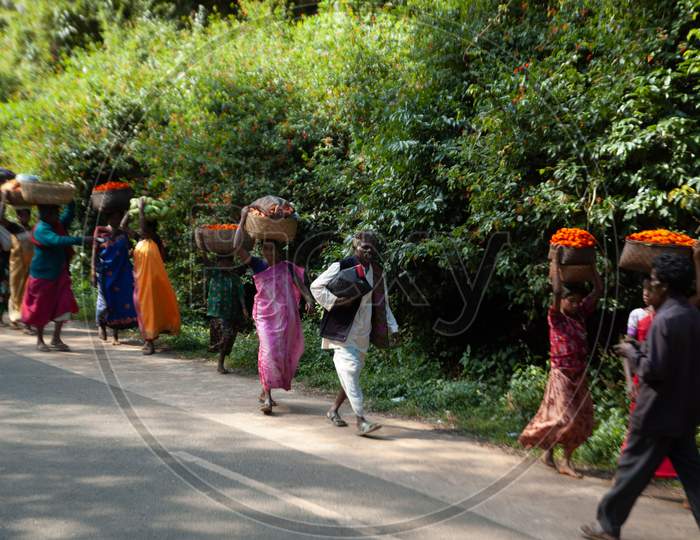 Tribal Woman Walking  and Carrying  Vegetable Baskets  Grown in  Agricultural Fields On the Roads of  Araku Forest