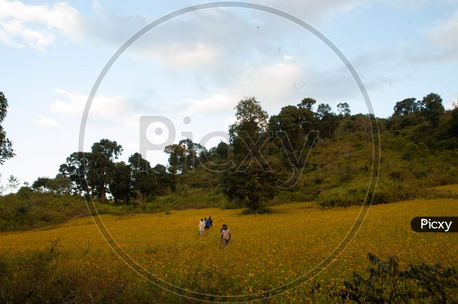 Mustard Fields In Murshidabad, West Bengal