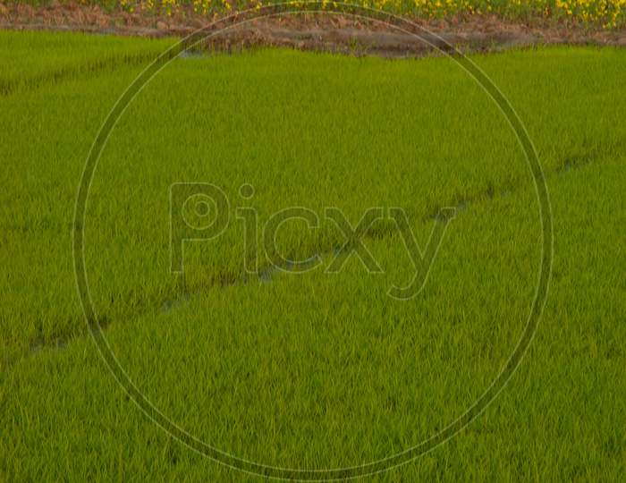 Young Green Agricultural Fields in Rural Villages Near Murshidabad, West Bengal