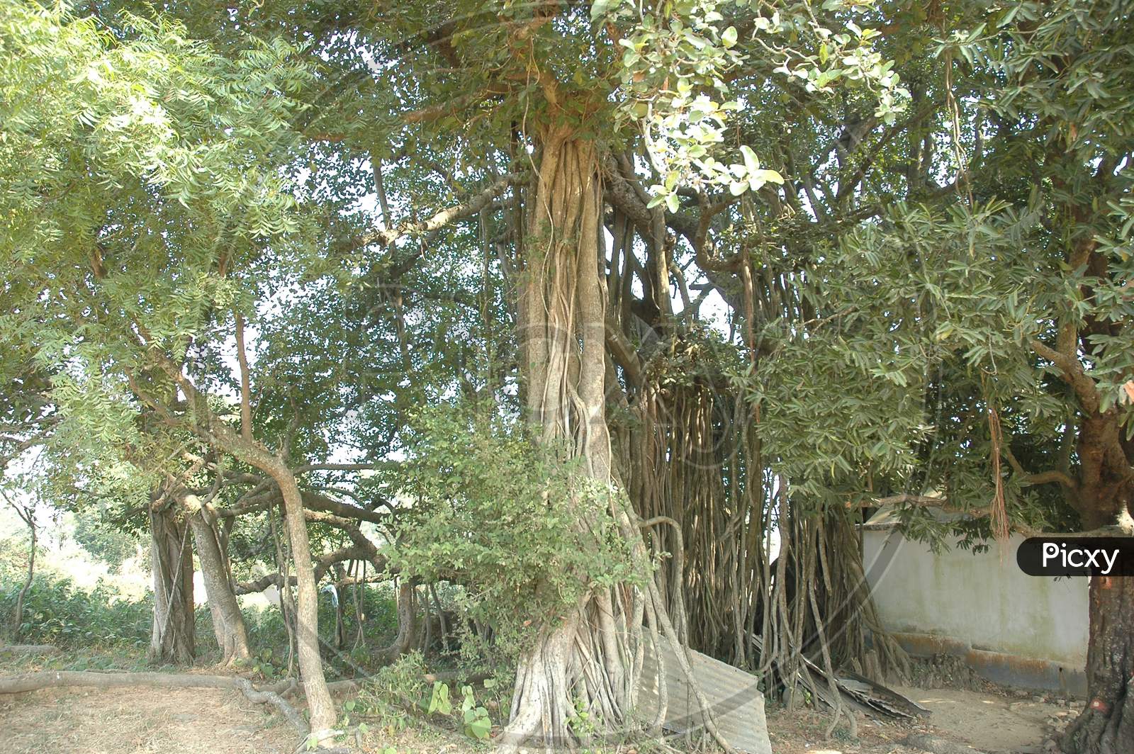 A Big Banyan  Tree With Roots In Murshidabad, West Bengal