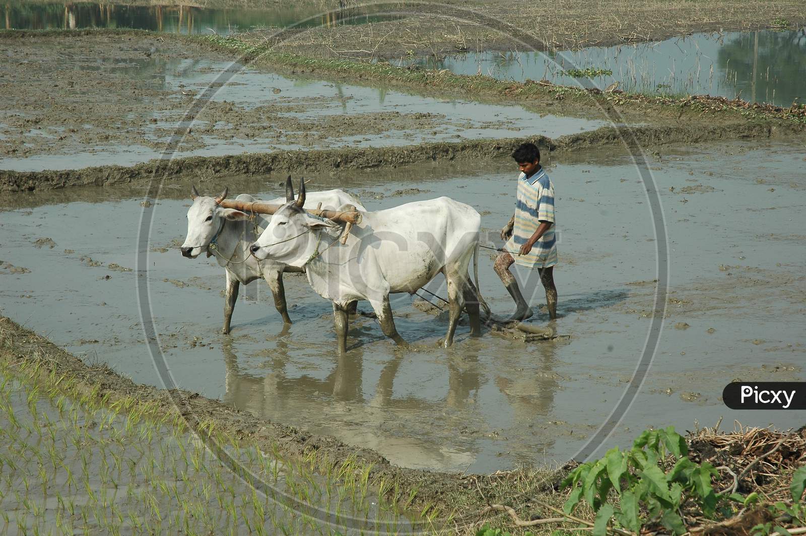 Indian Farmer ploughing using traditional method
