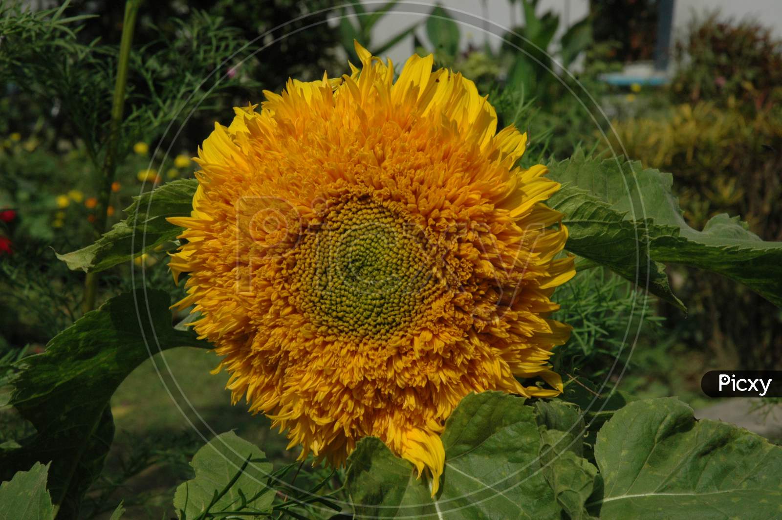 SunFlowers Blooming on Plants  in an House Garden