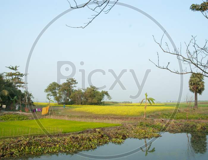 Mustard Fields  With Yellow Flowers  In Murshidabad, West Bengal