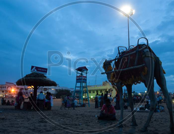 A Camel by the beach during evening