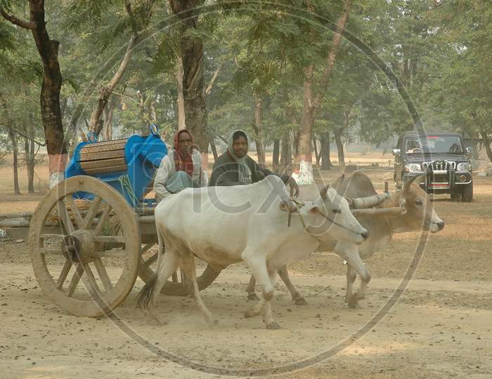 Indian Local Men riding Bullock Cart