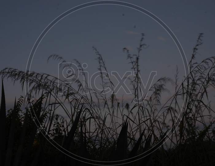 Silhouette of grass during sunset