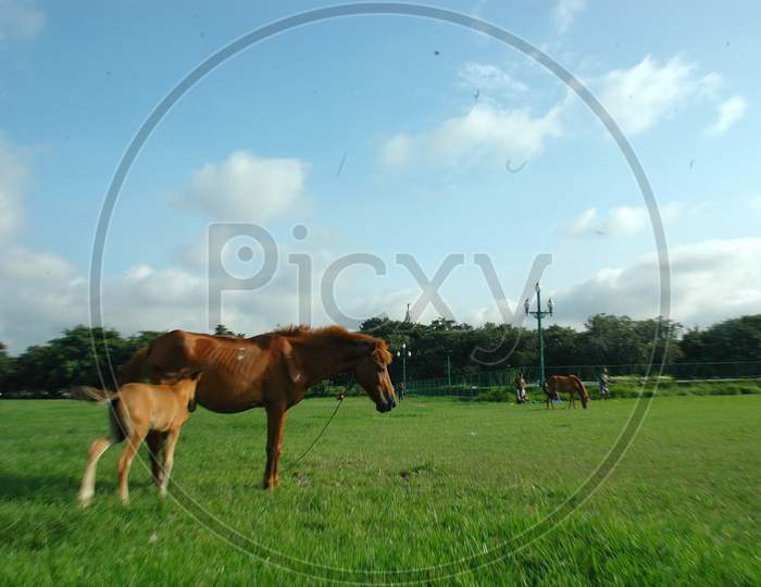 Horse Grazing On Lawn Garden With Victoria Palace in Background At Maidan , Kolkata