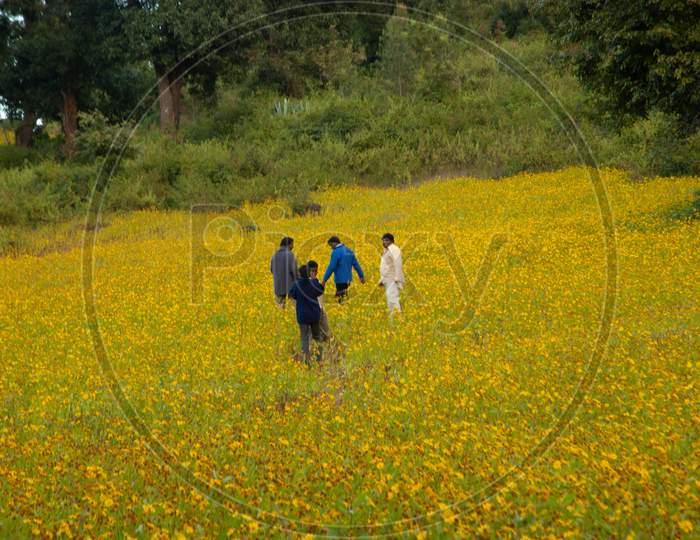 Mustard Fields In Murshidabad, West Bengal