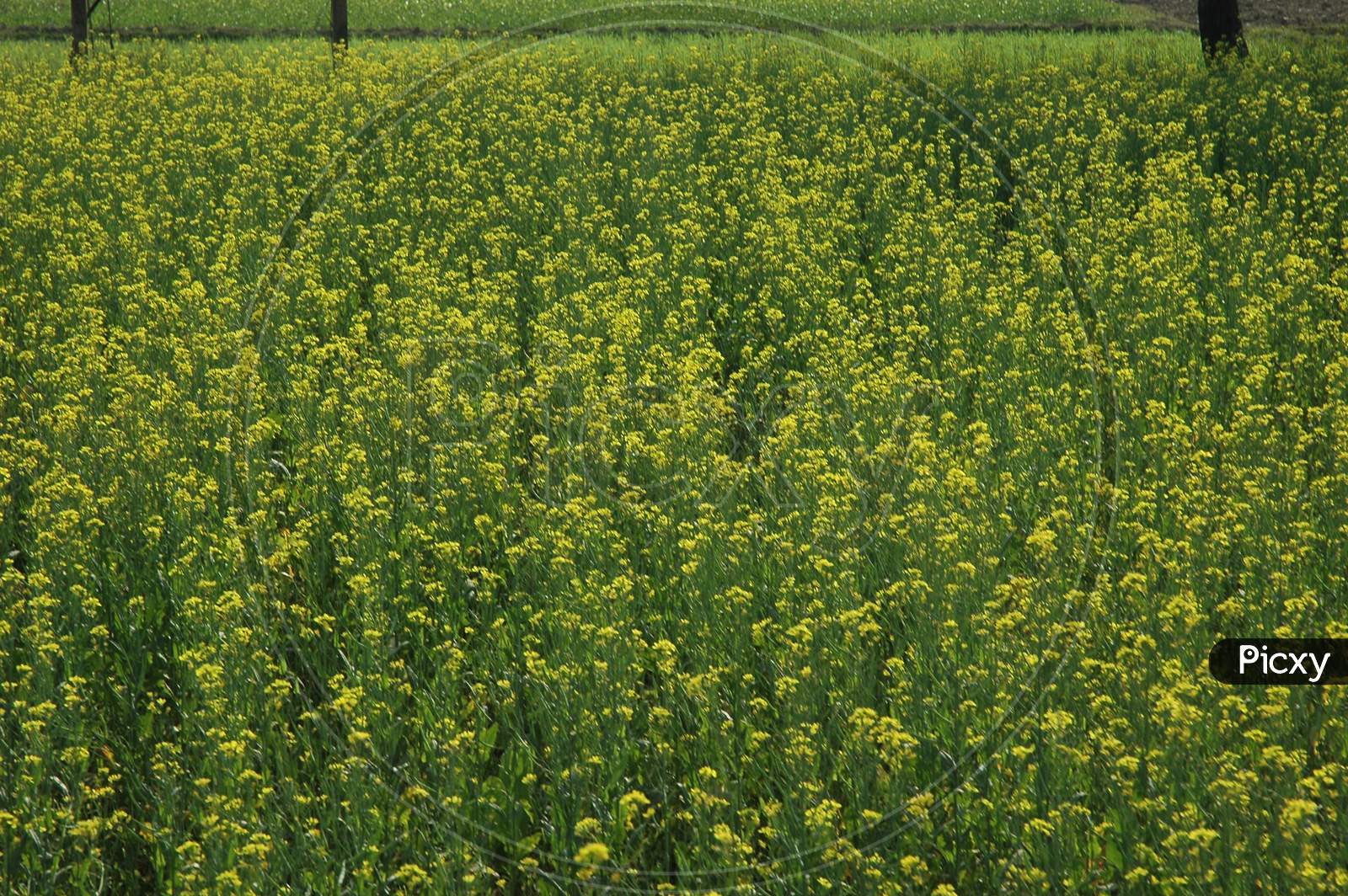 Mustard Fields With Yellow Flowers In Mushidabad